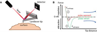 How great thou ART: biomechanical properties of oocytes and embryos as indicators of quality in assisted reproductive technologies